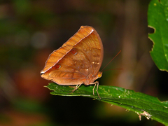 Thaumantis noureddin