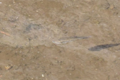 Rhinichthys atratulus