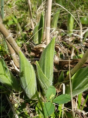 Cypripedium reginae