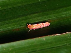 Leptaleocera