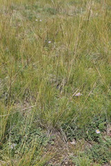 Stipa grandis