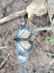 Actinote pellenea equatoria