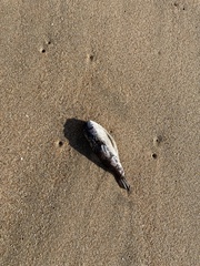 Arothron nigropunctatus