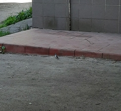 Motacilla alba
