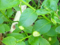 Exobasidium arescens