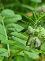 Eutrichapion punctigerum