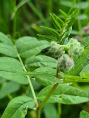 Eutrichapion punctigerum