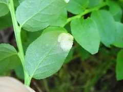 Exobasidium arescens