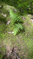Woodsia obtusa