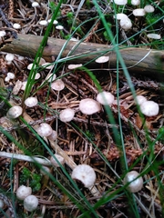 Paragymnopus perforans