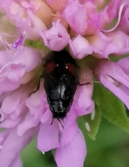 Divales bipustulatus