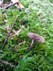 Paragymnopus perforans