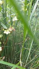 Juncus inflexus