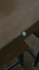 Myllocerus undecimpustulatus