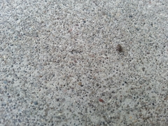 Anthrenus fuscus