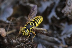 Spilomyia interrupta