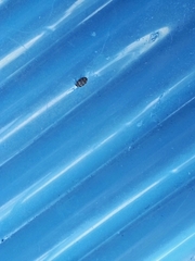 Anthrenus fuscus