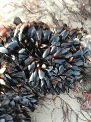 Austromegabalanus psittacus