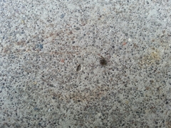Anthrenus fuscus