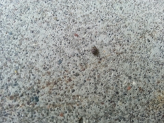 Anthrenus fuscus