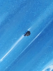 Anthrenus fuscus