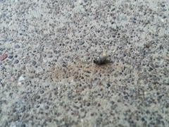 Anthrenus fuscus
