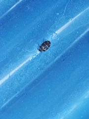 Anthrenus fuscus