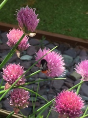 Bombus lapidarius