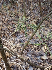 Oryzopsis asperifolia