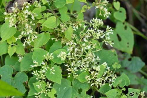 Mikania micrantha iNat (3)