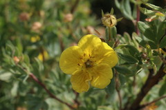 Dasiphora fruticosa