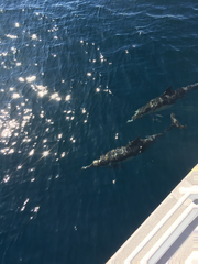 Delphinus