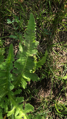 Engelmannia peristenia