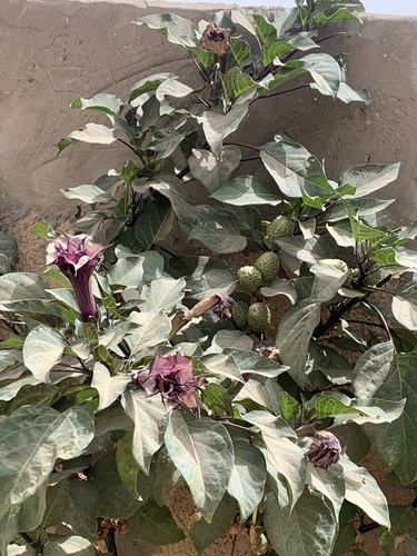 Datura metel