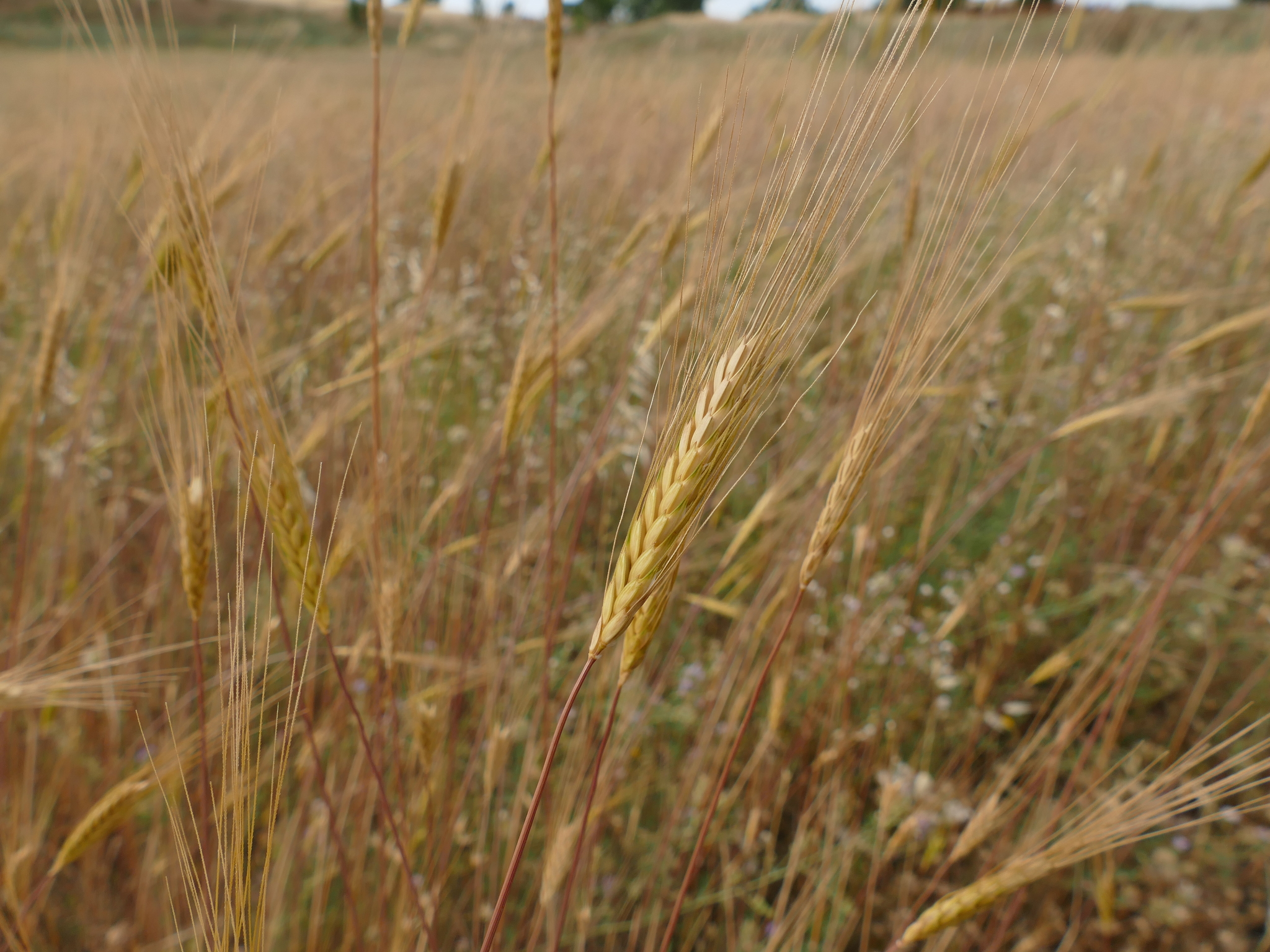 Einkorn Wheat (Triticum monococcum)