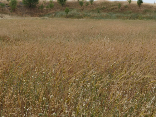Triticum monococcum, photograph 1