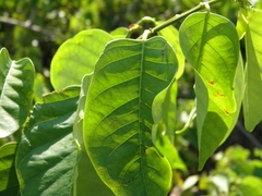 Dalbergia ecastaphyllum