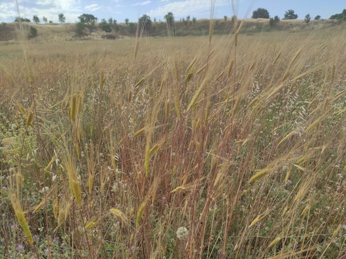 Triticum monococcum, photograph 2