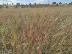 (c) Sara Navarro, some rights reserved (CC BY) Triticum monococcum, photograph (c) Sara Navarro, some rights reserved (CC BY)