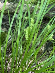 Carex tuckermanii
