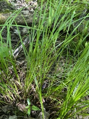 Carex tuckermanii