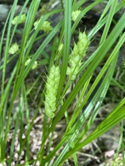 Carex tuckermanii
