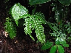 Triplophyllum