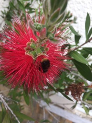 Bombus terrestris