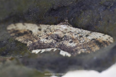 Ruttellerona pseudocessaria