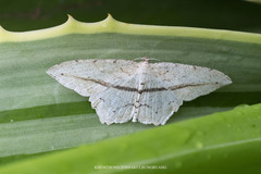 Eutoea heteroneurata
