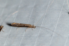 Leptocerus americanus