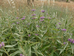 Phlomis herba-venti