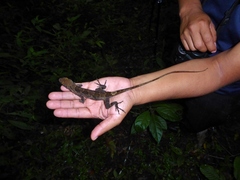 Anolis petersii