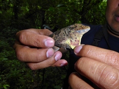 Anolis petersii